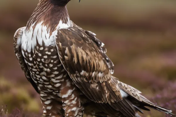 The Dark Side of Grouse Moors: Illegal Killing of Birds of Prey
